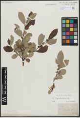 Foto von Salix appendiculata Vill.
